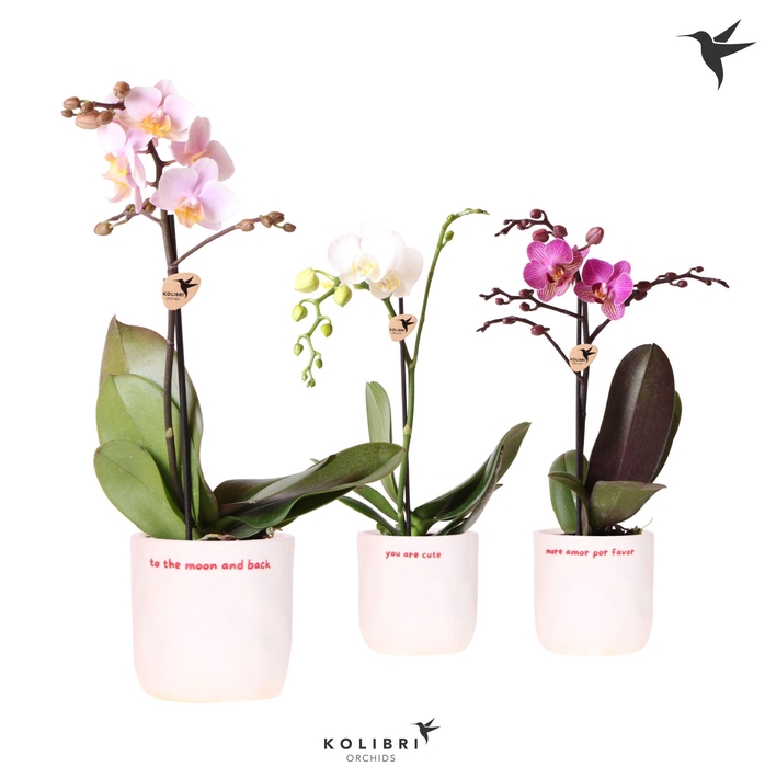 <h4>Kolibri Orchids Phalaenopsis mix 1 spike in Love pot mix</h4>
