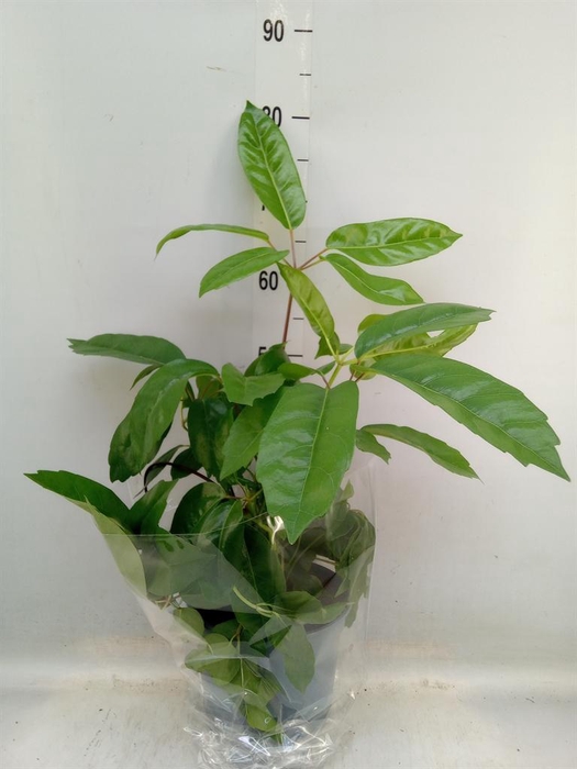 <h4>Schefflera actin.</h4>