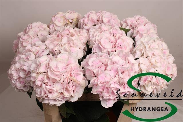 <h4>HYDR M CH SW VERENA</h4>