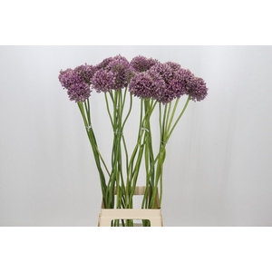 Allium Jasmine