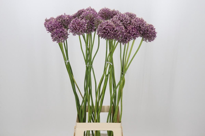 <h4>Allium Jasmine</h4>