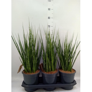 Sansevieria   ...