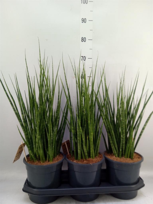 <h4>Sansevieria ...</h4>