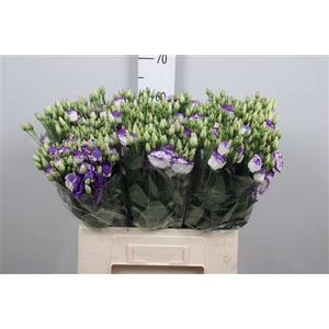 Eus G Rosi Blue Pico 65cm