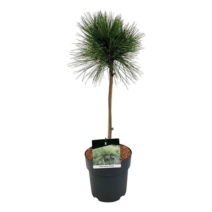 <h4>Pinus resinosa 'Pillnitz'</h4>