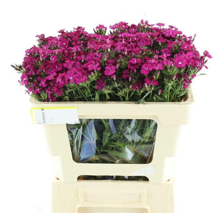 <h4>DI BARB AM NEON CHER</h4>