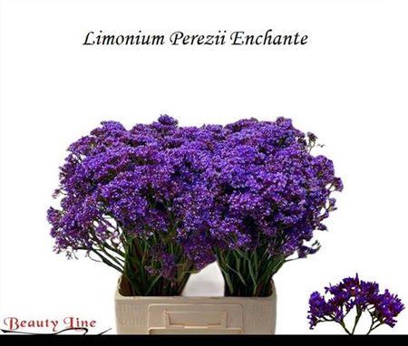 <h4>Lim Pe Enchante</h4>