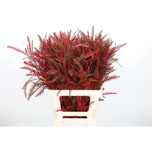 Grevilea Ivanhoe Kl Bh Rood