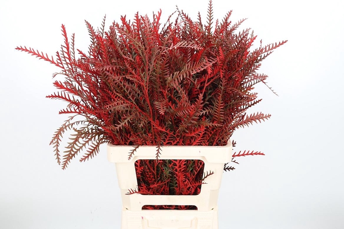 <h4>Grevilea Ivanhoe Kl Bh Rood</h4>