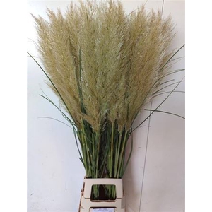 Corta Se Evita 120cm