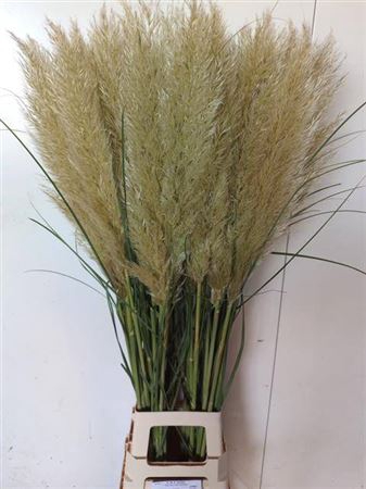 <h4>Corta Se Evita 120cm</h4>