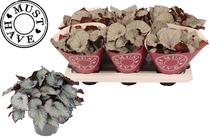 <h4>Begonia BD 'Hawaiian Silver'</h4>