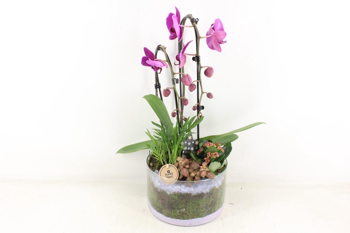 <h4>arr2 PL - Glas cilinder phal. lila</h4>