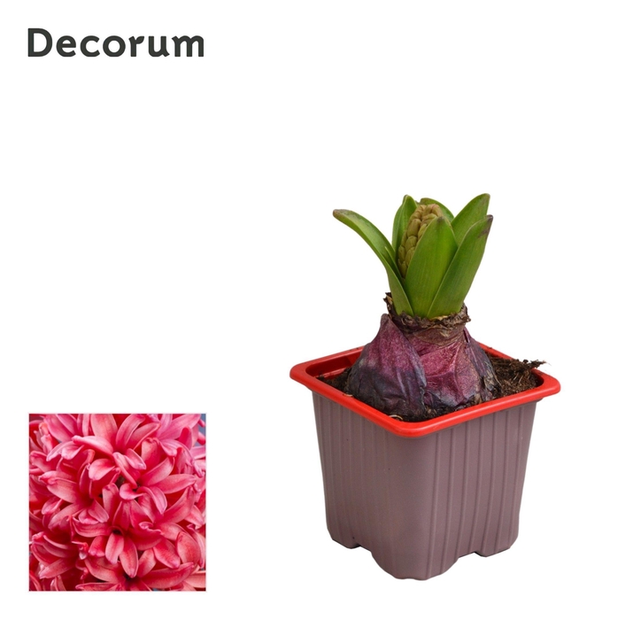 <h4>HYACIN RED GLORY</h4>