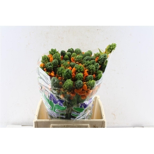 Ornithogalum Sunshine Orange