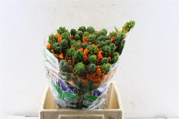 <h4>Ornithogalum Sunshine Orange</h4>