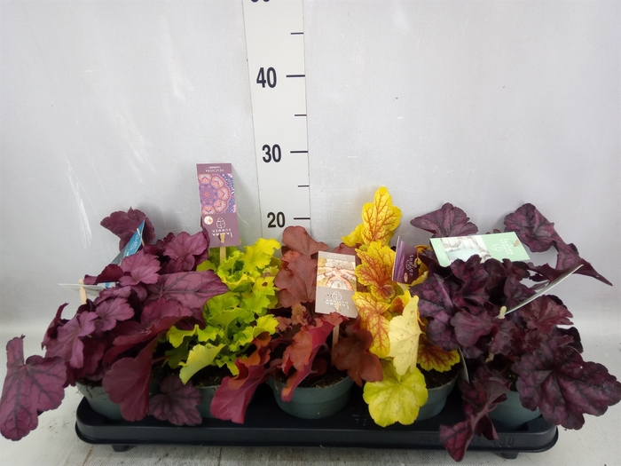 Heuchera  'Indian Summer'   ...mix