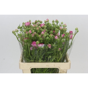 Ranunculus Natura Moderna Dolce