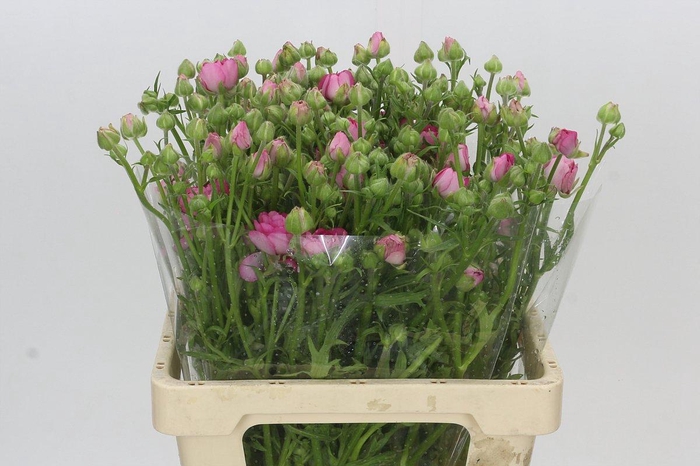 Ranunculus Natura Moderna Dolce