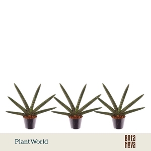 Sansevieria Skyline