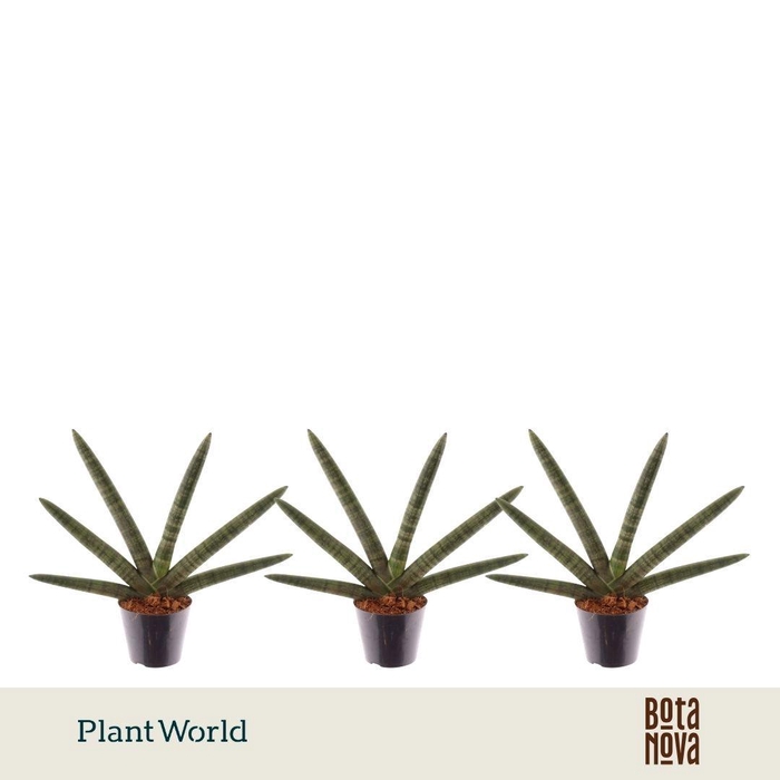 <h4>Sansevieria Skyline</h4>