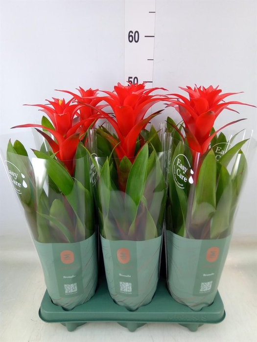 <h4>Guzmania  'Calypso'</h4>