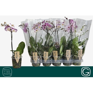 PHAL MF GEM 4 KL