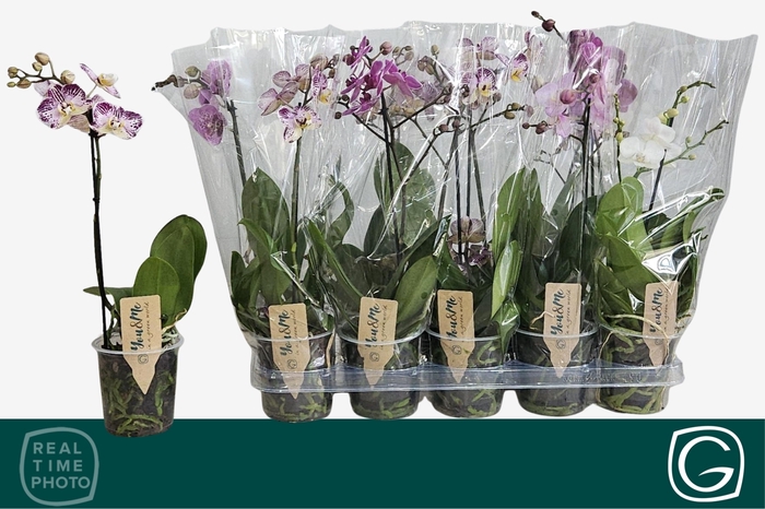 <h4>PHAL MF GEM 4 KL</h4>