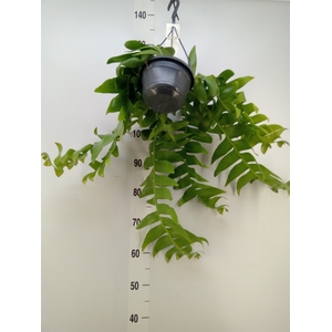 Epiphyllum   ...