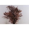 Pres Euca Nicoly Red 150gr Bunch