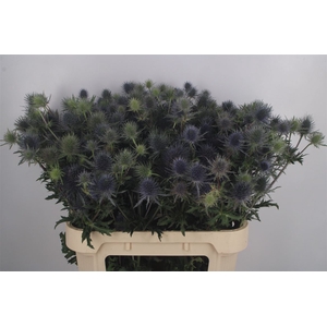 Eryngium Mag Anita