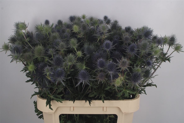 Eryngium Mag Anita