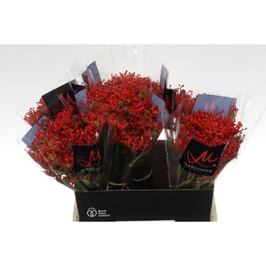 Jatropha P Firecrack