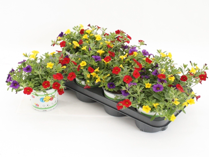 <h4>Calibrachoa Trixi Bolero</h4>
