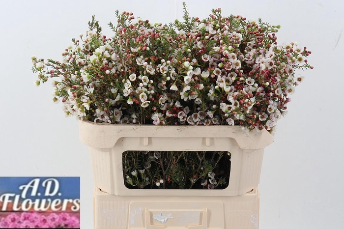 <h4>Cham un white Lion</h4>