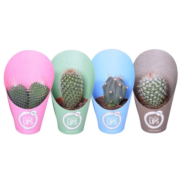 <h4>MoreLIPS® Bolcactus op rij 8,5 cm. in potcover vanaf 4 lagen</h4>