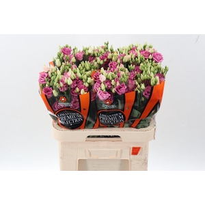 Eus G Rosi Rose Pink