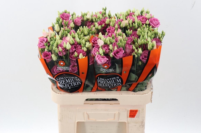 <h4>Eus G Rosi Rose Pink</h4>