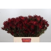 Leucadendron Blush Spray