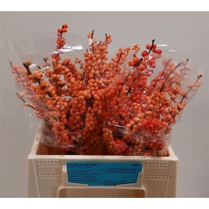 Ilex Ve Winter Gold