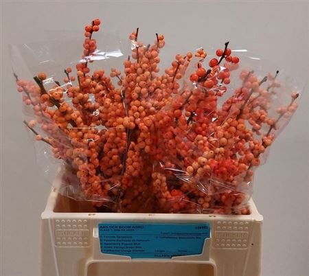 <h4>Ilex Ve Winter Gold</h4>