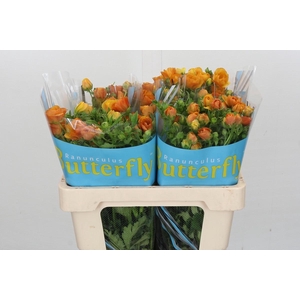 Ranunculus Butterfly Minoan