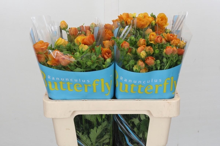 <h4>Ranunculus Butterfly Minoan</h4>