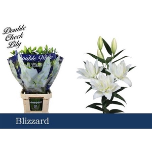 Li Ot Blizzard Du