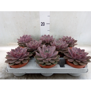 Echeveria   ...