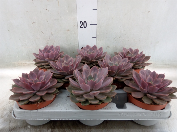 <h4>Echeveria   ...</h4>