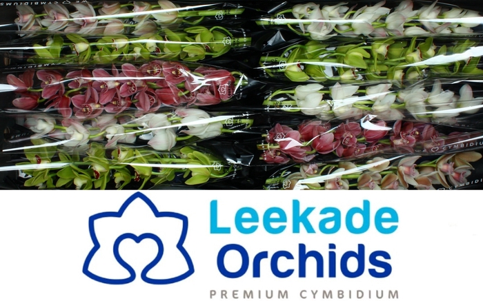 <h4>CYMB MI GEM</h4>