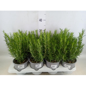 Rosmarinus offi.   ...