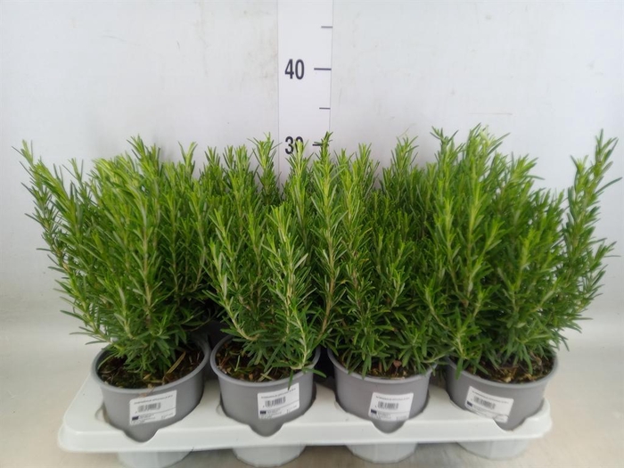 <h4>Rosmarinus offi.   ...</h4>