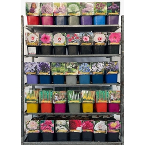 Vaste planten gemengd 4 soorten